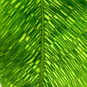 Rare Calathea Musaica Network Plant